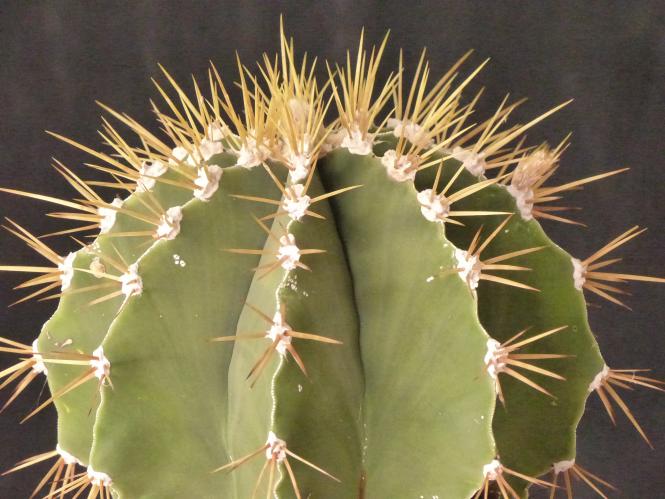 Astrophytum ornatum v. virens 