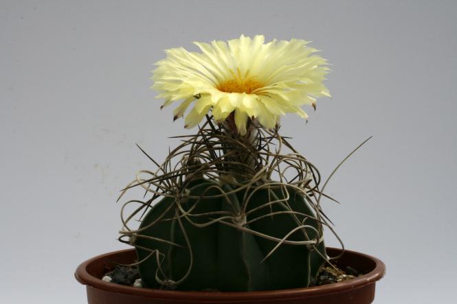 Astrophytum capricorne ssp. senile f. aureum 