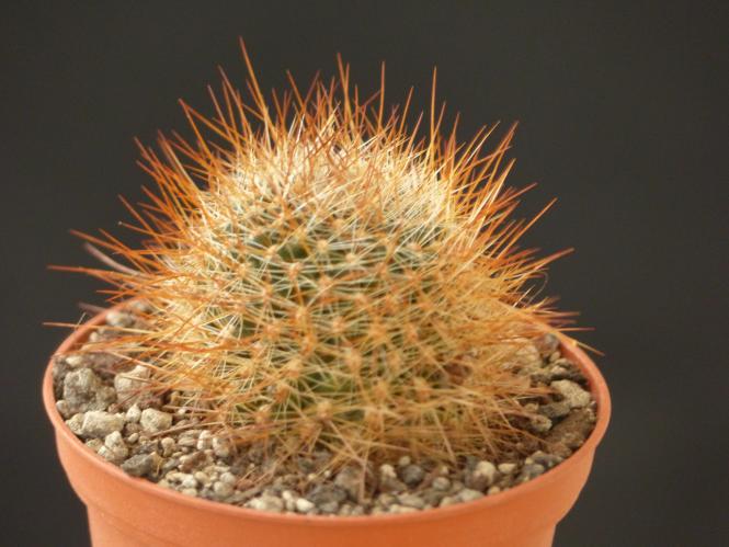 Aylostera albiareolata RH1037a 