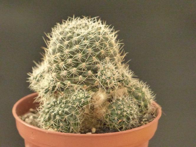 Aylostera fulviseta v. albispina WK495 