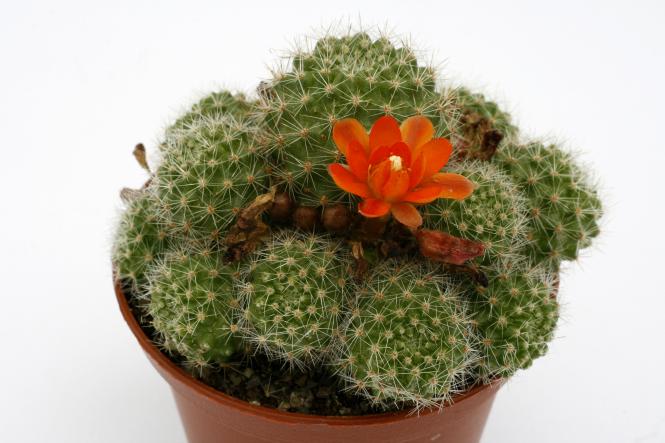 Aylostera pulvinosa FR766 Río Cajas, Huerta Carbajal, Tarija, BOL 