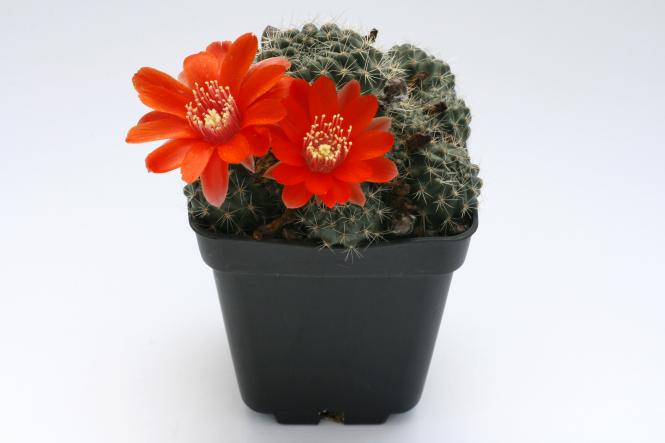 Aylostera spec. Jujuy 