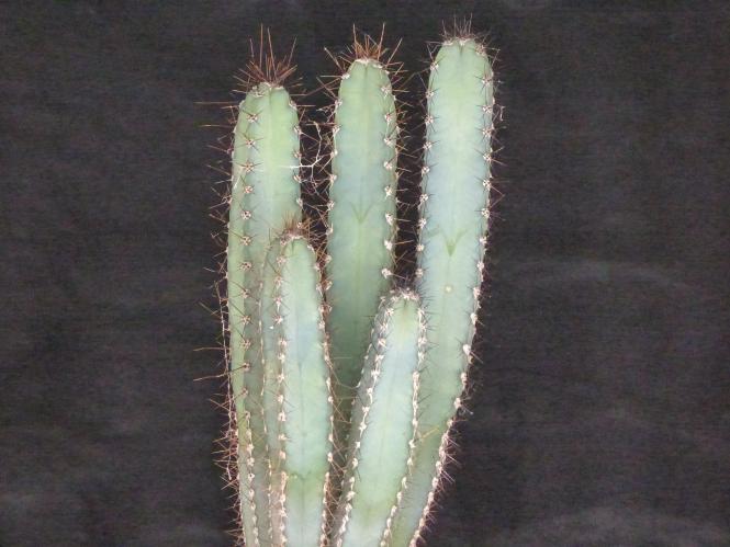Cereus forbesii % 