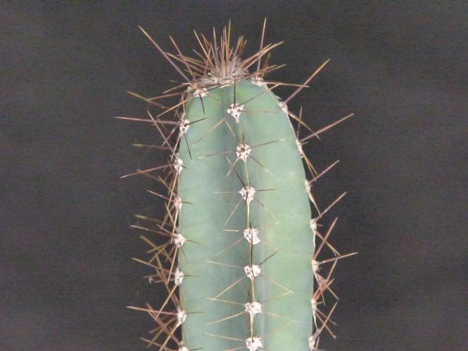 Cereus forbesii % VoS3143a Catamarca 