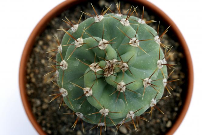 Kakteen Haage | Cereus jamacaru Spiralis | online kaufen