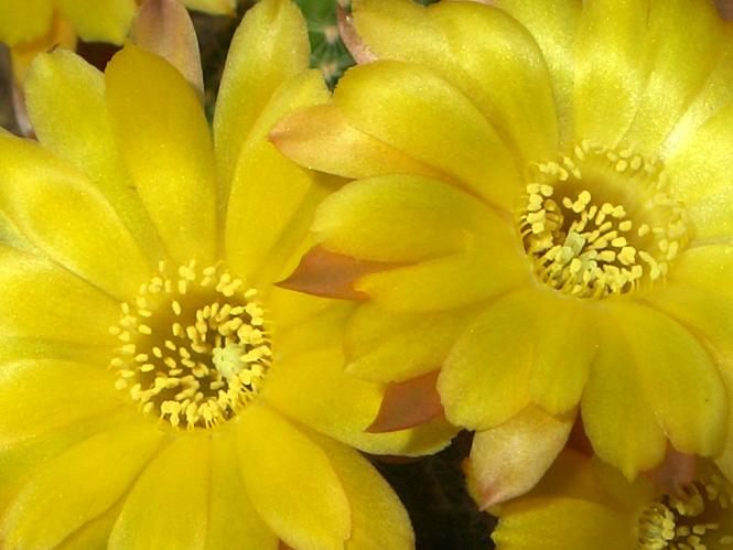 Chamaecereus Gold Topas 