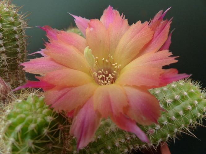 Chamaecereus Rügens Gute Flamme 