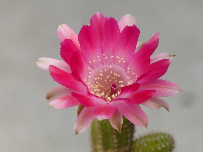 Chamaecereus Rügens Strandkorb 