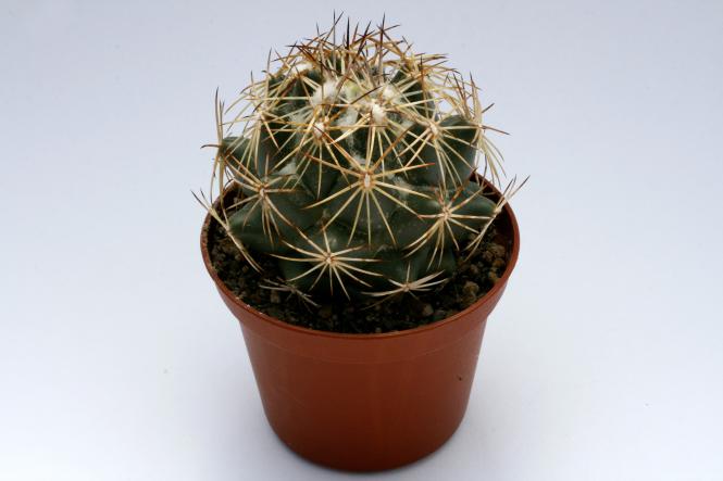 Coryphantha cornifera % Vista Hermosa, Qro, MEX 