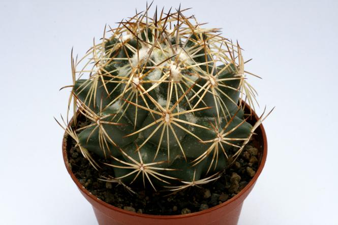 Coryphantha cornifera % 