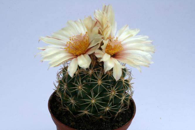 Coryphantha georgii Realejo, SLP, MEX 