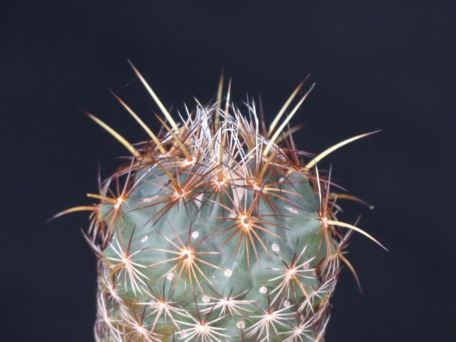 Coryphantha glanduligera Palos Altos, SLP, MEX 