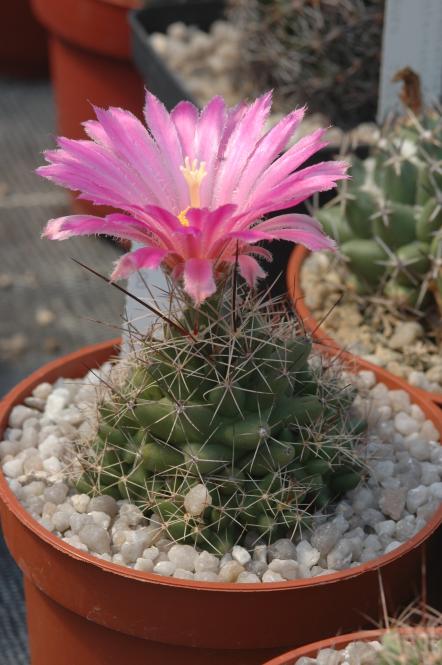 Coryphantha macromeris *2^ % SB841 Eddy Co., NM, USA 
