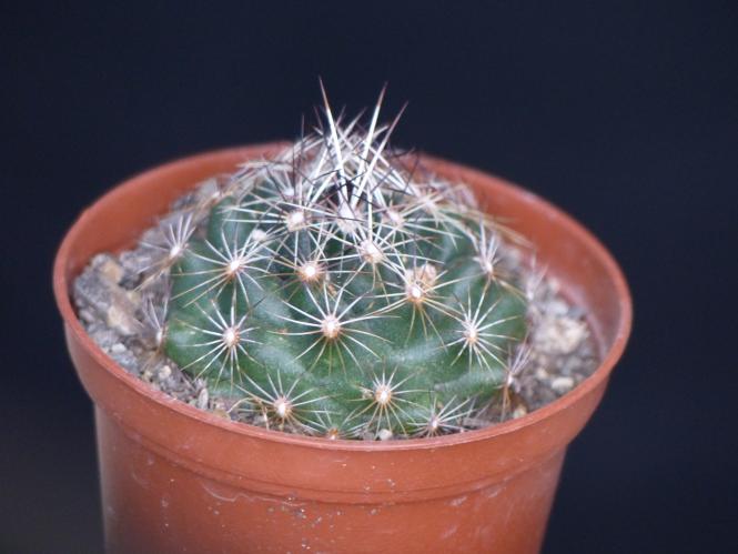 Coryphantha nickelsae Mina, NL, MEX 