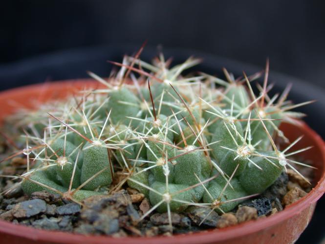 Coryphantha runyonii *2^ DJF1035.45 s. Texas, USA 