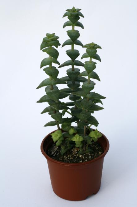 Crassula perforata 