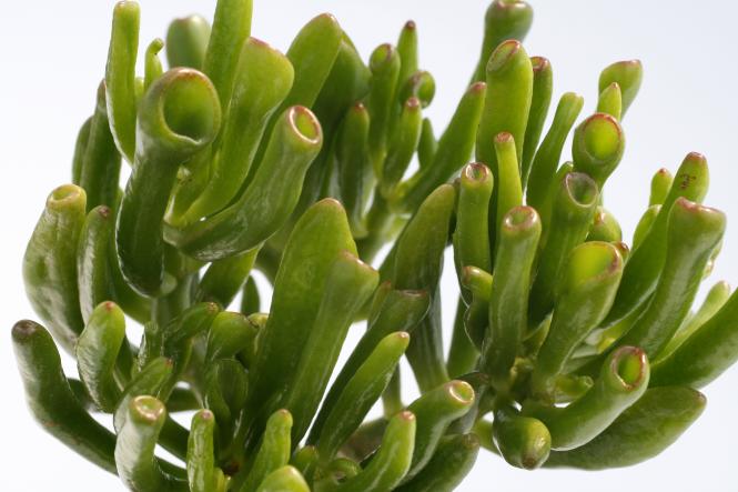 Kakteen Haage | Crassula portulacea f. monstrosa Gollum ...