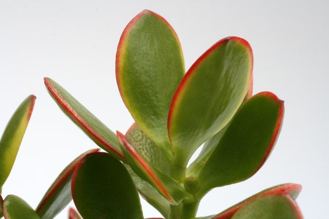Crassula portulacea Summer Rainbow 