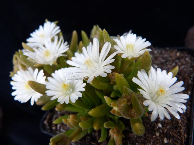 Delosperma Jewel of Desert Moon Stone *1 