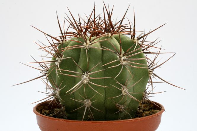 Kakteen Haage Denmoza Rhodacantha Rio Salado Online Kaufen
