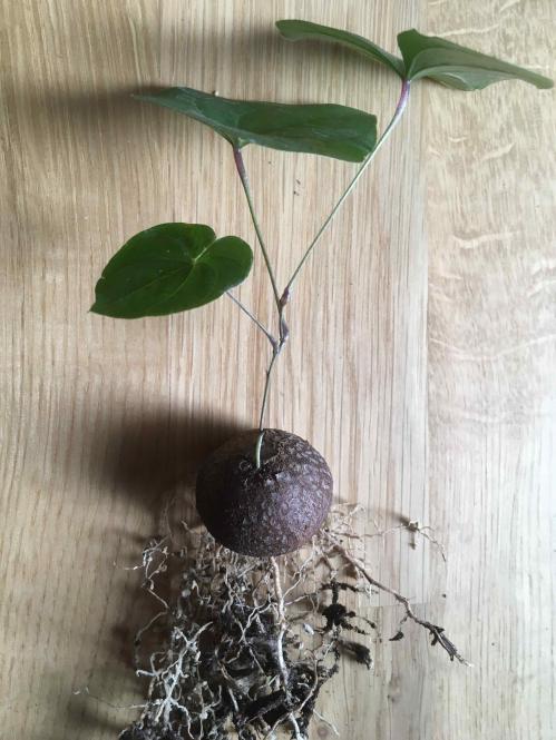Dioscorea sylvatica Y. $ Southern Africa: Mozambique, Zambia, Zimbabwe, Swaziland, RSA 