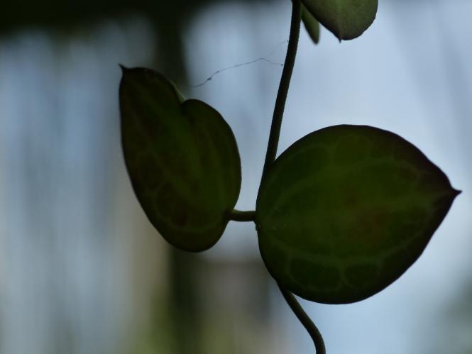 Dischidia oiantha Variegata 