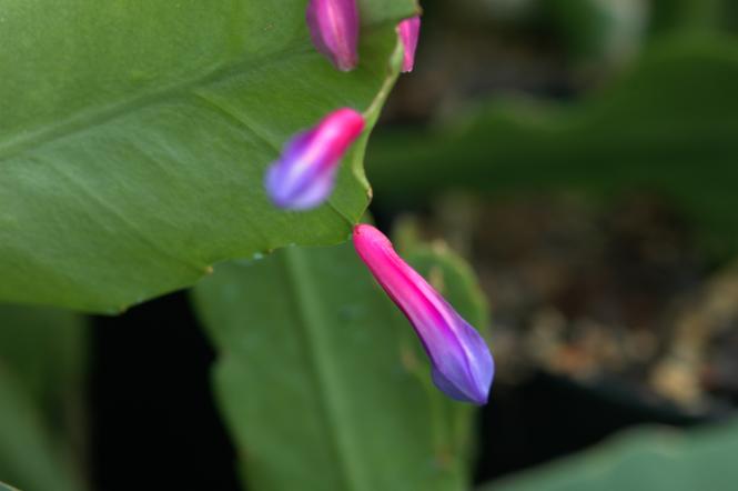 Disocactus amazonicus 