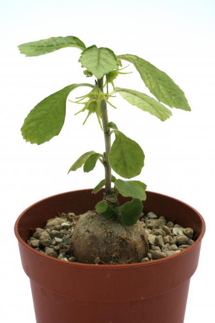 Dorstenia hildebrandtii Y. 