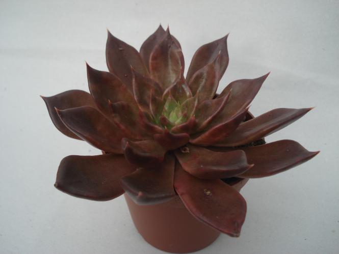 Echeveria affinis Schwarzer Prinz 