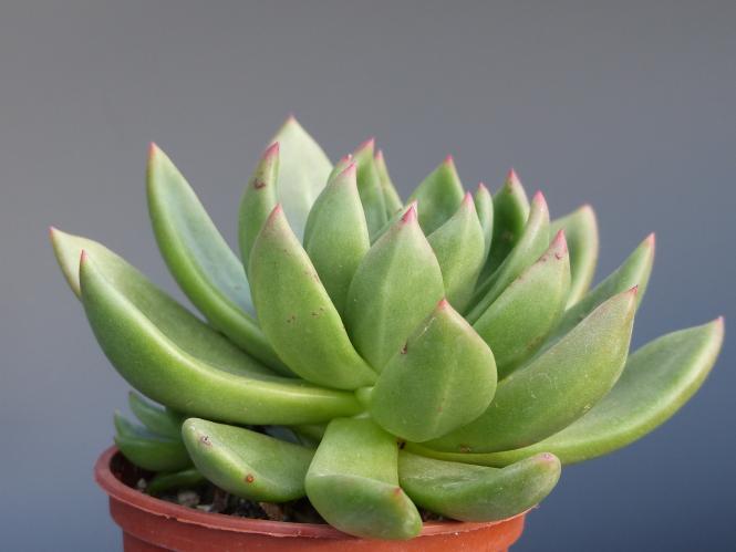 Echeveria Haageana 