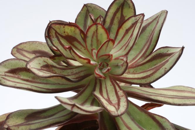 Echeveria nodulosa Painted Beauty 