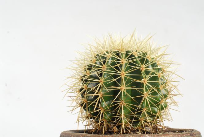 Echinocactus grusonii % 