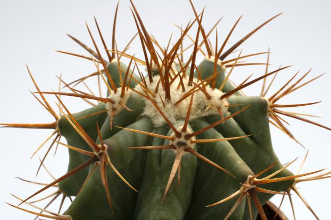 Echinocactus platyacanthus % San Ignacio del Texas, NL, MEX 