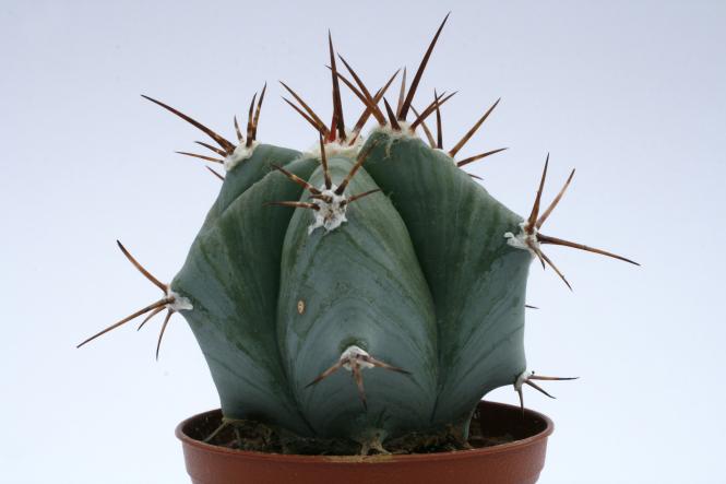 Echinocactus platyacanthus % San Antonio, Tam, MEX 