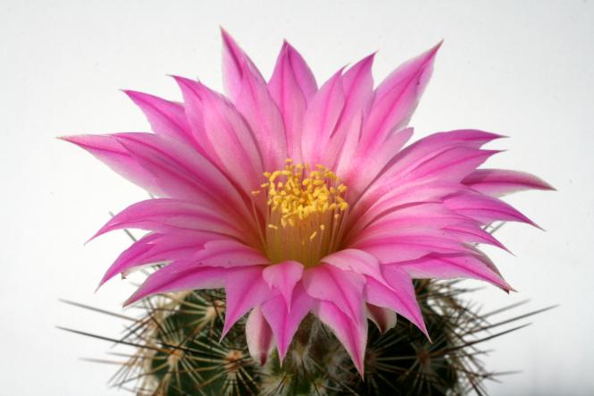 Echinocereus adustus ssp. roemerianus MAO0023 Canatlán, Dur, MEX 