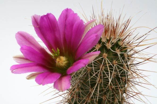 Echinocereus apachensis 