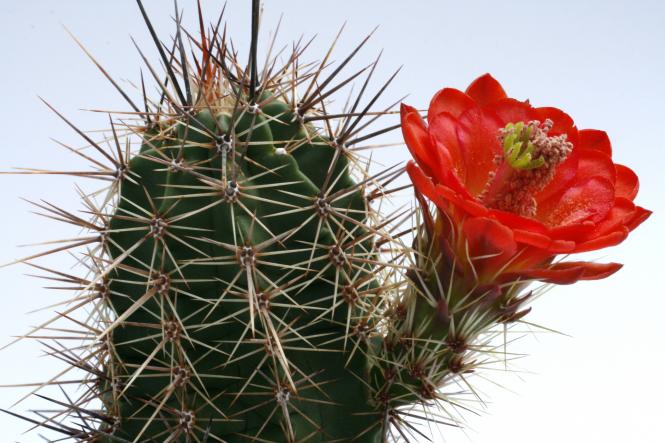 Echinocereus arizonicus ssp. nigrihorridispinus *2^ Lz679 Peloncillo Mts., NM, USA 