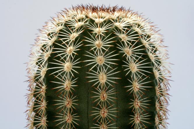 Echinocereus bonkerae 