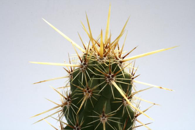 Echinocereus brandegeei La Paz, Bcs, MEX 