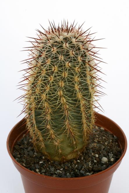 Echinocereus chloranthus ssp. blumii % DU42 road to Santo Domingo km 40-50, Coah, MEX 