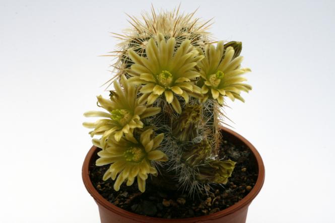 Echinocereus chloranthus ssp. cylindricus f. corellii % 