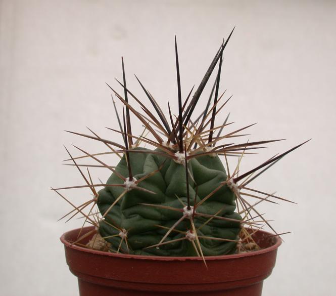 Echinocereus coccineus % Walsenburg, COL, USA 