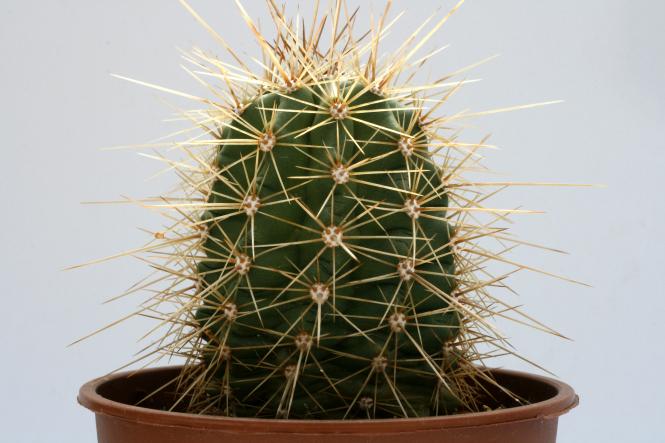 Echinocereus coccineus % *2^ Carizzozo, NM, USA 