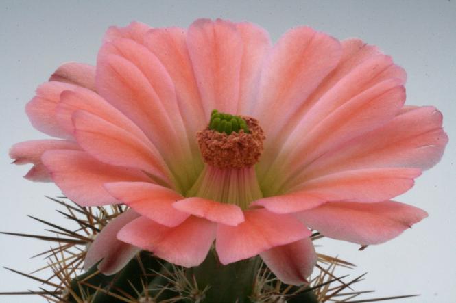 Echinocereus coccineus ssp. rosei % *1^ HK1510 