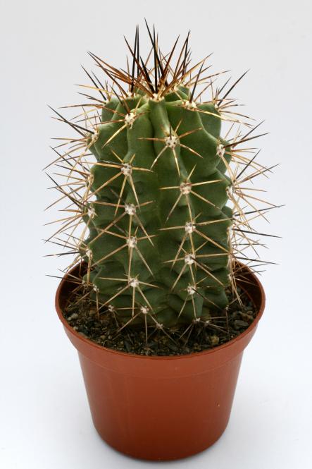 Echinocereus coccineus ssp. paucispinus % *2^ Eagle Nest Creek, TX, USA 