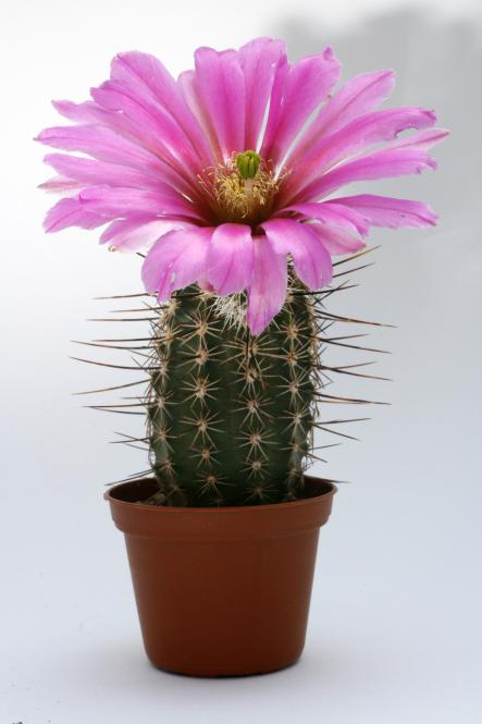 Echinocereus engelmannii ssp. variegatus *1^ SB844 n. of Navajo Co., AZ, USA 