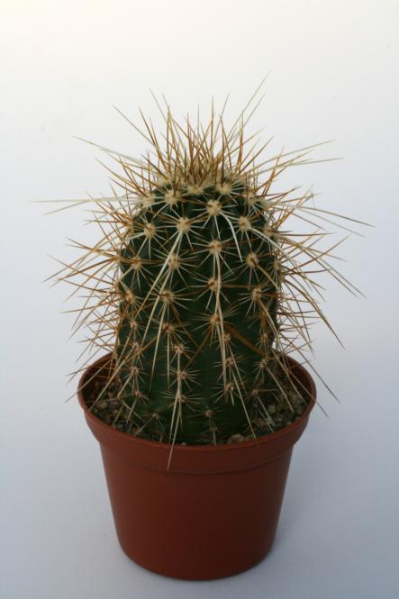 Echinocereus engelmannii ssp. munzii San Bernardino, CA, USA 