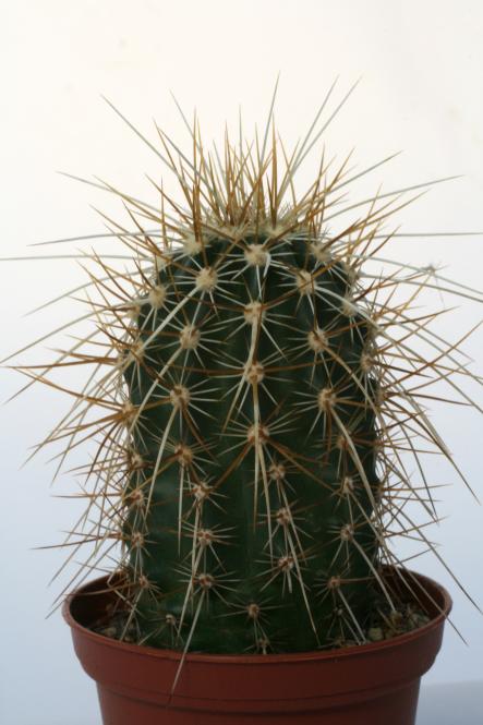 Echinocereus engelmannii ssp. munzii San Bernardino, CA, USA 