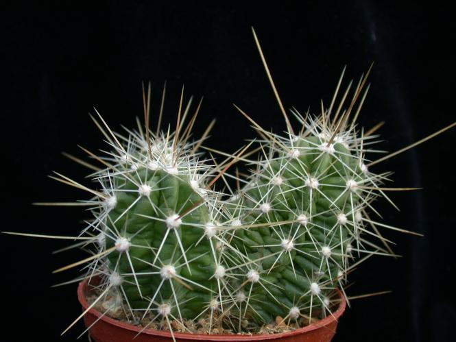 Echinocereus enneacanthus % CSD210 Hipolito, MEX 