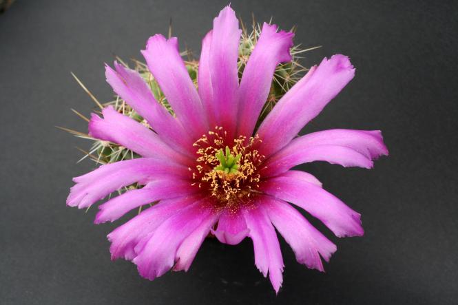 Echinocereus enneacanthus % MEX 